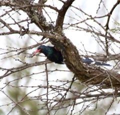 Phoeniculus purpureus