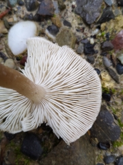 Rhodocollybia butyracea