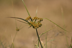 Cyperus entrerianus