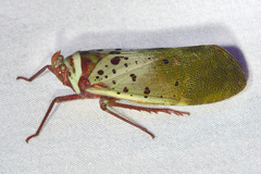 Copidocephala guttata