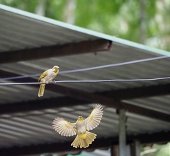 Pycnonotus finlaysoni