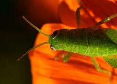 Schistocerca flavofasciata