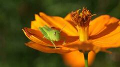 Schistocerca flavofasciata