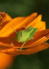 Schistocerca flavofasciata