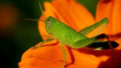 Schistocerca flavofasciata