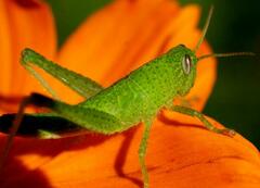 Schistocerca flavofasciata