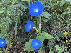 Ipomoea tricolor
