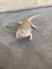 Pogona
