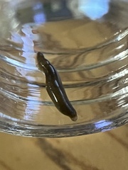 Piscicolaria reducta