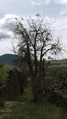 Vasconcellea quercifolia
