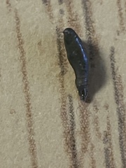 Piscicolaria reducta