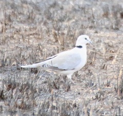 Streptopelia capicola