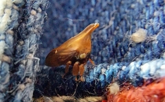 Membracoidea