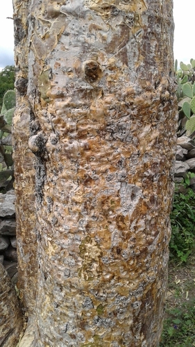 Vasconcellea quercifolia, photograph 1