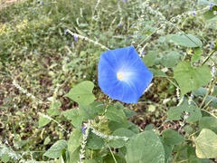 Ipomoea tricolor
