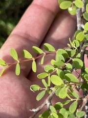 Euphorbia magdalenae