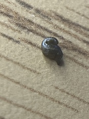 Piscicolaria reducta