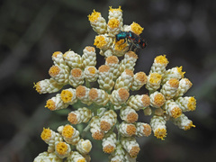 Helichrysum rosum