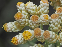 Helichrysum rosum