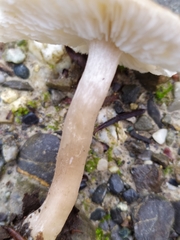 Rhodocollybia butyracea