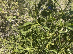 Phoradendron brachystachyum