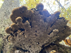 Pseudoinonotus