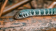 Xenochrophis bellulus