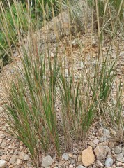 Sporobolus virginicus