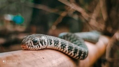 Xenochrophis bellulus