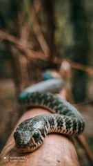 Xenochrophis bellulus