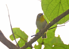 Zosterops palpebrosus