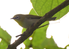 Zosterops palpebrosus