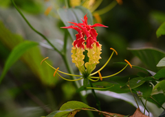Gloriosa superba