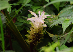 Curcuma longa