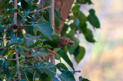 Psilopogon lineatus