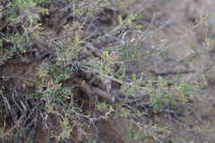 Caragana microphylla