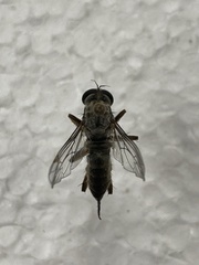 Neomochtherus willistoni