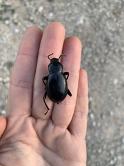 Blaps lusitanica