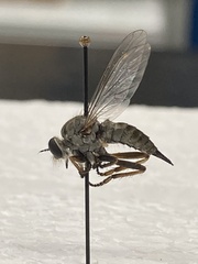 Neomochtherus willistoni