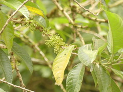 Iochroma arborescens