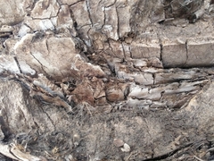 Cerocorticium