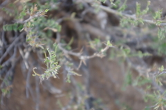 Caragana microphylla
