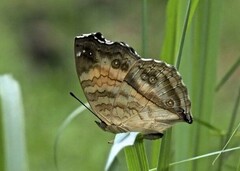 Junonia terea