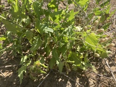 Bebbia atriplicifolia