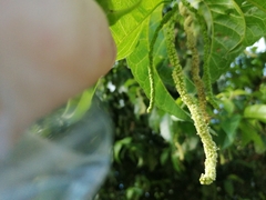 Maclura tinctoria