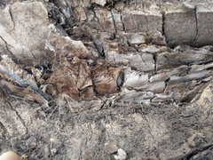 Cerocorticium