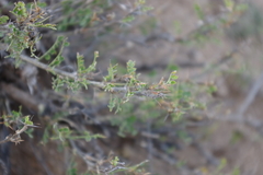 Caragana microphylla