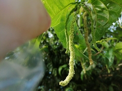 Maclura tinctoria