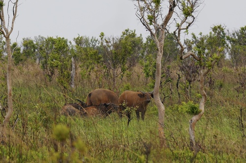 Forest Buffalo