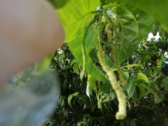 Maclura tinctoria